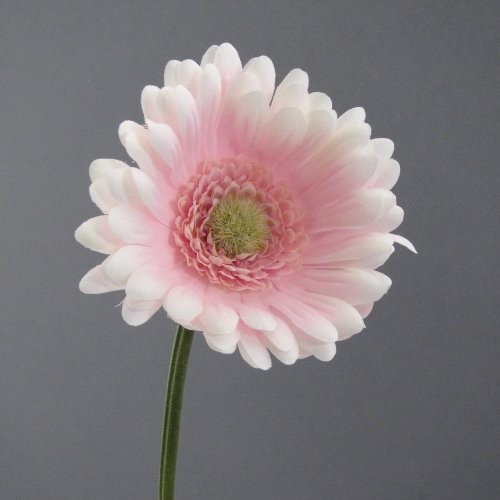 Kunstblume-Gerbera-50cm.-ROSA-0 Kunstblume-Gerbera-50cm.-ROSA-0