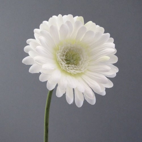 Kunstblume-Gerbera-50cm.-WEISS-0 Kunstblume-Gerbera-50cm.-WEISS-0