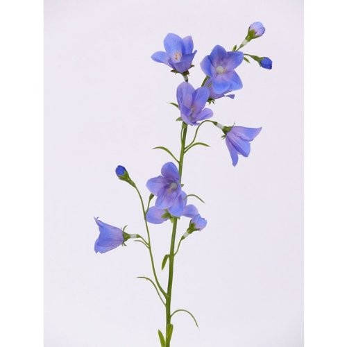 Kunstblume-Glockenblume-Campanula-blau-66-cm-0 Kunstblume-Glockenblume-Campanula-blau-66-cm-0