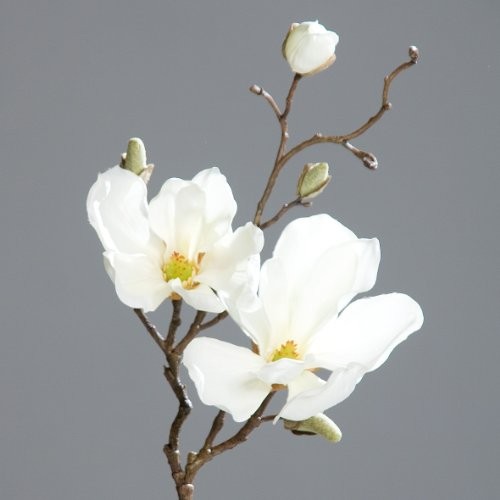 Magnolienzweig-Zweig-Magnolie-Kunstblume-creme-50-cm-0 Magnolienzweig-Zweig-Magnolie-Kunstblume-creme-50-cm-0