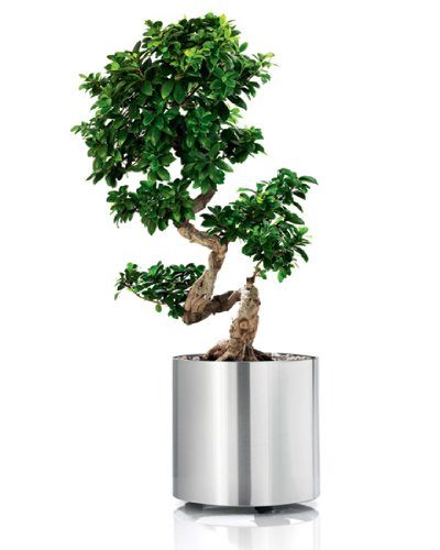 blomus-Blumentopf-Pflanzkbel-Greens-Round-auf-Rollen-M-425cm-x-40cm-Edelstahl-0 blomus-Blumentopf-Pflanzkbel-Greens-Round-auf-Rollen-M-425cm-x-40cm-Edelstahl-0