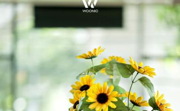Sonnenblumen versprühen absolutes Sommergefühl