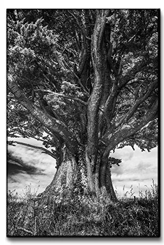Leinwandbild-XXL-gewaltiger-Baum-Monochrom-echter-Kunstdruck-120x80-90x60-60x40cm-Gre-80x120cm-0 Leinwandbild-XXL-gewaltiger-Baum-Monochrom-echter-Kunstdruck-120x80-90x60-60x40cm-Gre-80x120cm-0
