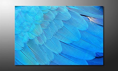 WandbilderXXL-Gedrucktes-Leinwandbild-Bird-Feathers-120x80cm-in-6-verschiedenen-Gren-Fertig-gespannt-auf-Holzkeilrahmen-Gnstige-Leinwanddrucke-fr-Kinderzimmer-Schlafzimmer-0 WandbilderXXL-Gedrucktes-Leinwandbild-Bird-Feathers-120x80cm-in-6-verschiedenen-Gren-Fertig-gespannt-auf-Holzkeilrahmen-Gnstige-Leinwanddrucke-fr-Kinderzimmer-Schlafzimmer-0