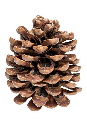 NaDeco-Pinienzapfen-natur-10-13cm-10-Stck-0 NaDeco-Pinienzapfen-natur-10-13cm-10-Stck-0