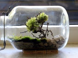 Bonsai Moosbaum im Einmachglas-Terrarium selber basteln