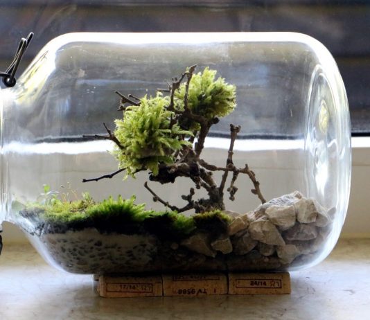 Bonsai Moosbaum im Einmachglas-Terrarium selber basteln