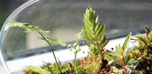 Bring Grün in dein Zuhause: Wurzel-Moos Terrarium Marke Eigenbau