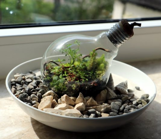 Was ist ein sog. „ewiges Terrarium“ und wie baut man es?
