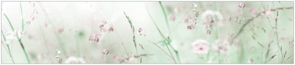 Küchenrückwand »fixy Wildblumen« bunt 280 cm Küchenrückwand »fixy Wildblumen« bunt 280 cm