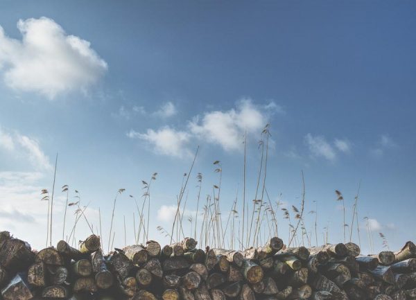 Logs & Reed Leinwandbild Logs & Reed Leinwandbild