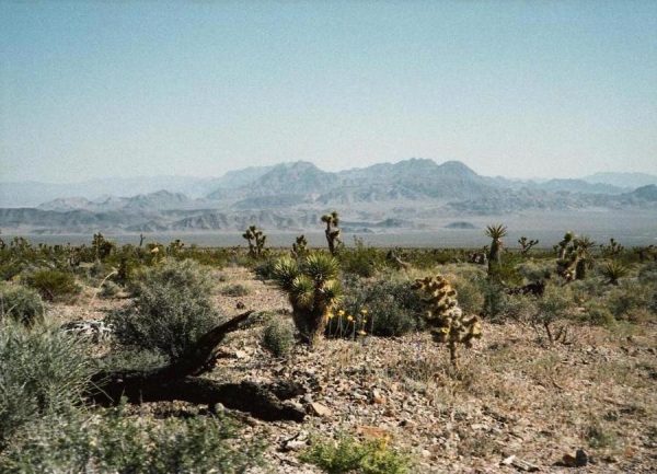 Nevada Desert Scene Leinwandbild Nevada Desert Scene Leinwandbild