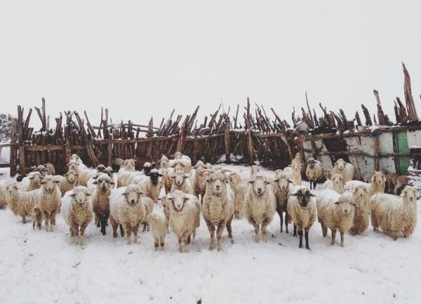 Snowy Sheep Stare Leinwandbild Snowy Sheep Stare Leinwandbild