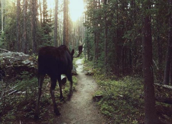Trail Walking Moose Leinwandbild Trail Walking Moose Leinwandbild