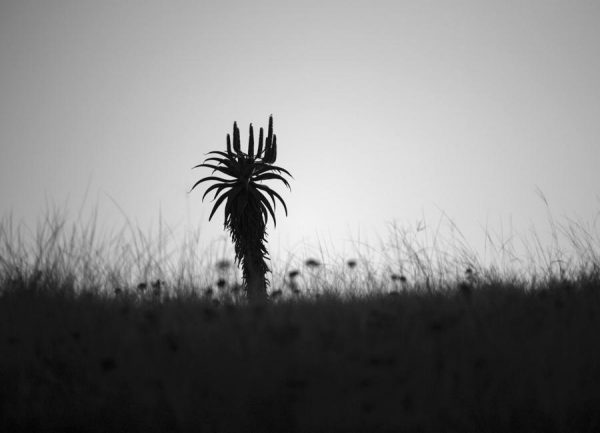 Aloe Ridge Leinwandbild Aloe Ridge Leinwandbild