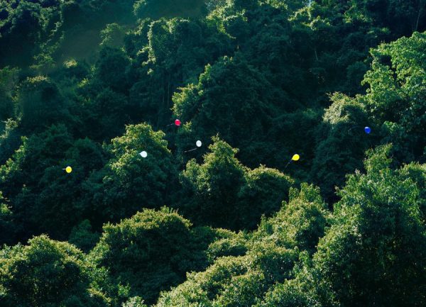 Balloons in the Jungle Leinwandbild Balloons in the Jungle Leinwandbild