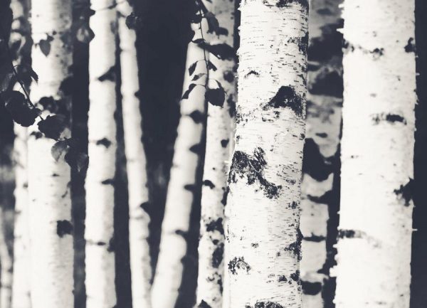 Birches Leinwandbild Birches Leinwandbild