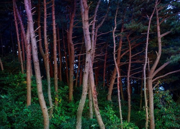 Busan Trees Leinwandbild Busan Trees Leinwandbild