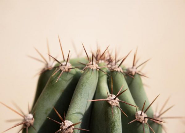 Cactus 02 Leinwandbild Cactus 02 Leinwandbild