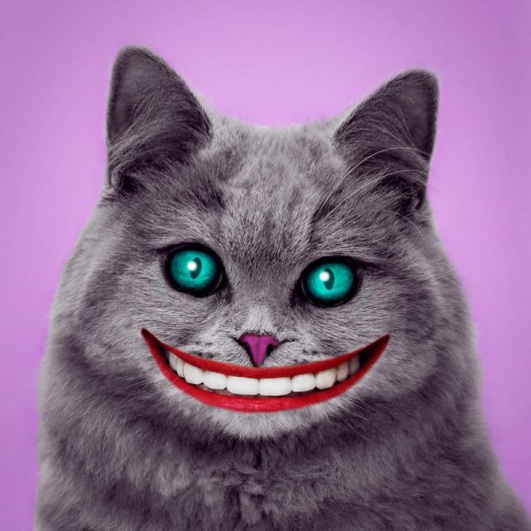 Cheshire Cat Leinwandbild Cheshire Cat Leinwandbild