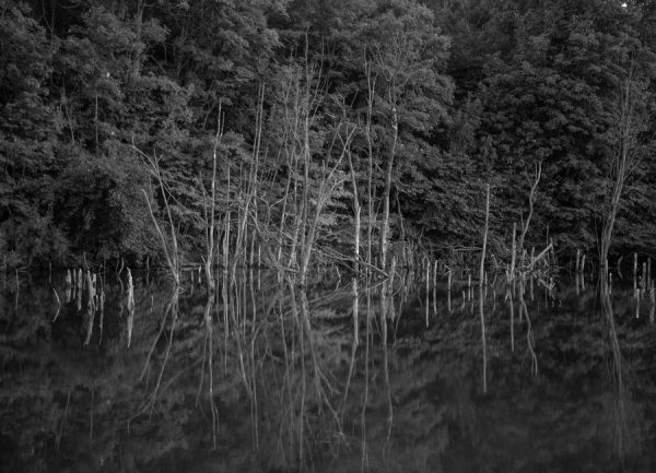 Dead Lake Leinwandbild Dead Lake Leinwandbild