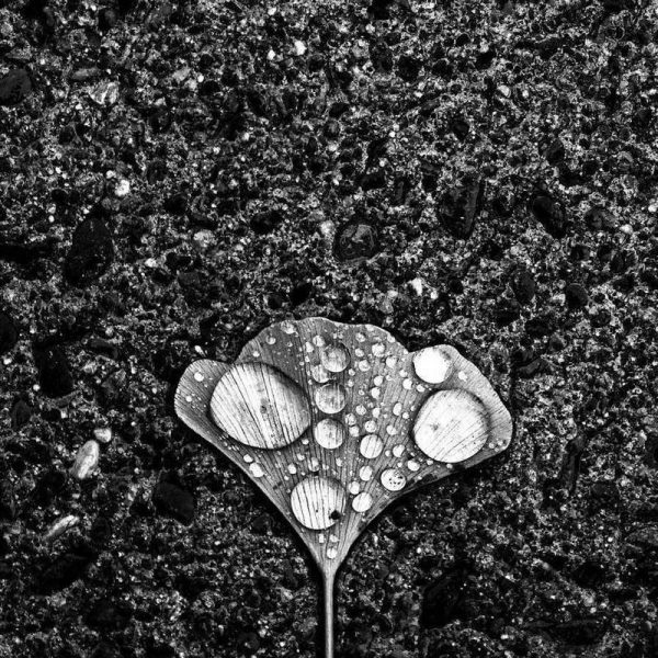 Dew Jian Wang Leinwandbild Dew Jian Wang Leinwandbild