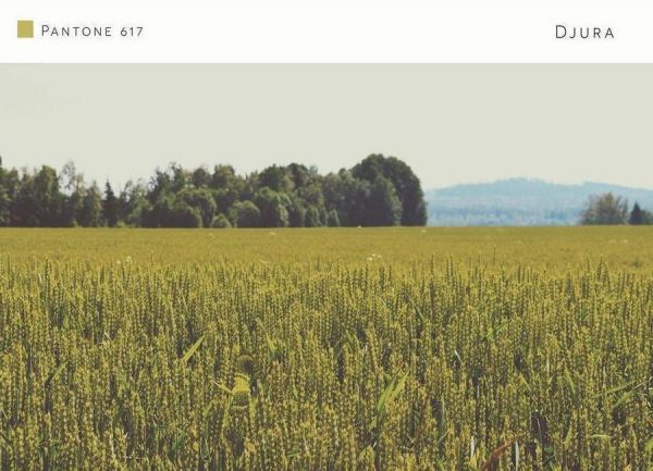 Djura Pantone 617 Leinwandbild Djura Pantone 617 Leinwandbild