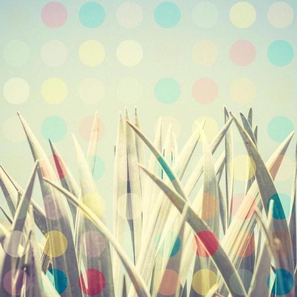 Dotcatus Leinwandbild Dotcatus Leinwandbild