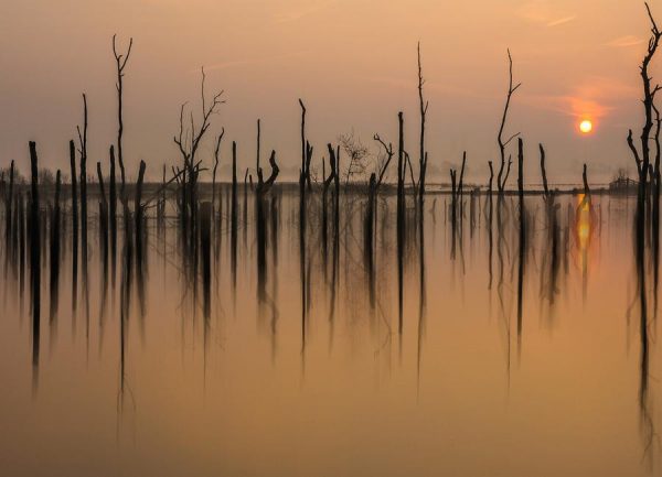 Drowned Forest Piet Haaksma Leinwandbild Drowned Forest Piet Haaksma Leinwandbild