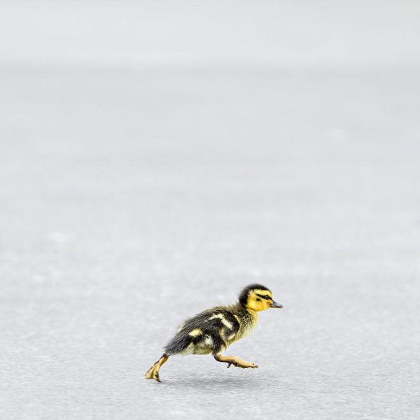 Duckling Leinwandbild Duckling Leinwandbild