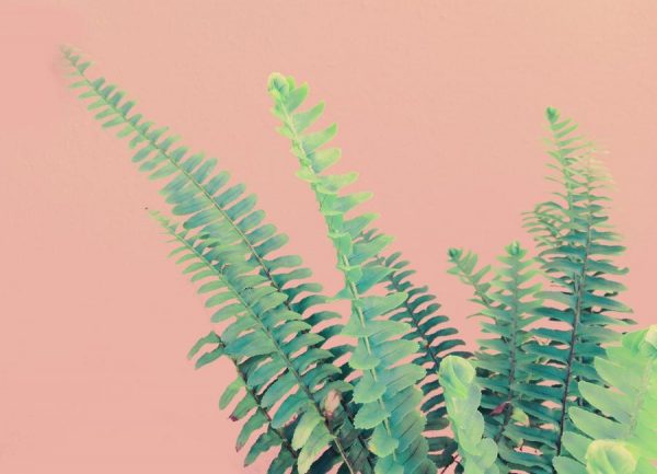 Ferns on Blush Prints Leinwandbild Ferns on Blush Prints Leinwandbild
