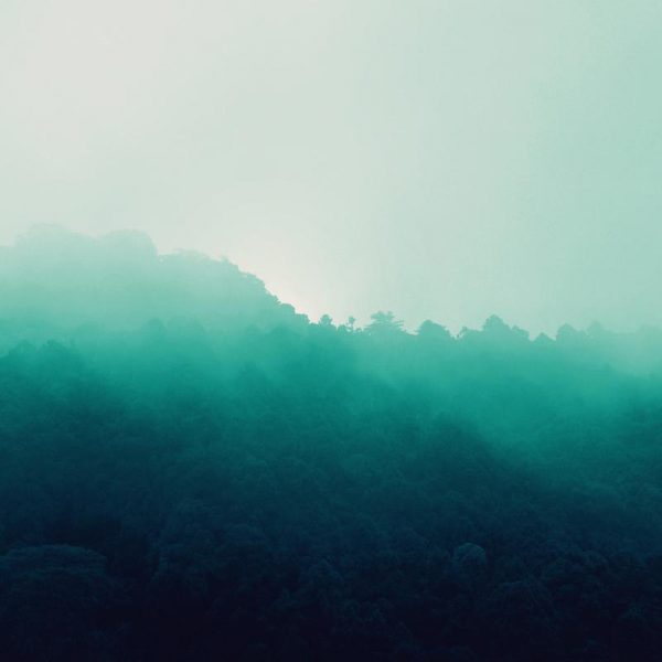 Forest Bathing Leinwandbild Forest Bathing Leinwandbild