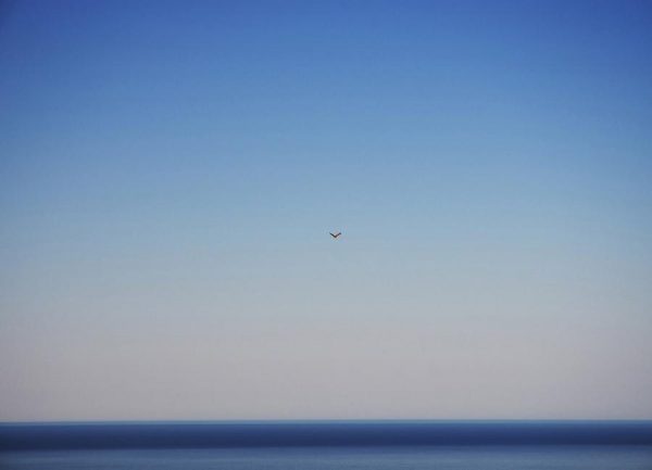 Free Flight Leinwandbild Free Flight Leinwandbild