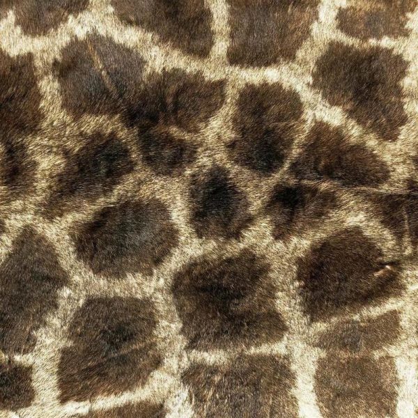 Giraffe Leinwandbild Giraffe Leinwandbild