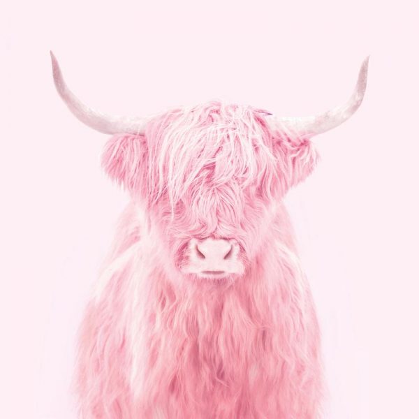 Highland Cow Leinwandbild Highland Cow Leinwandbild