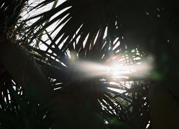 Jungle #2 Leinwandbild Jungle #2 Leinwandbild