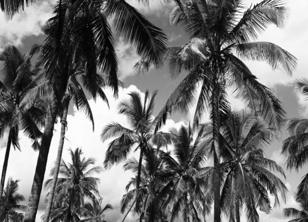 Legogo Palms Leinwandbild Legogo Palms Leinwandbild