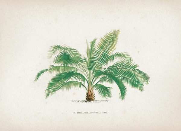 Les Palmiers 37 Kerchove Leinwandbild Les Palmiers 37 Kerchove Leinwandbild