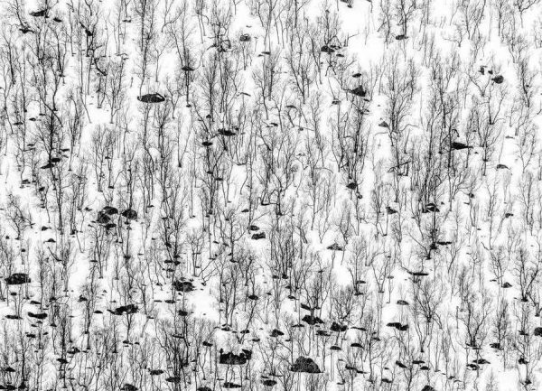 Little trees Hilde Ghesquiere Leinwandbild Little trees Hilde Ghesquiere Leinwandbild