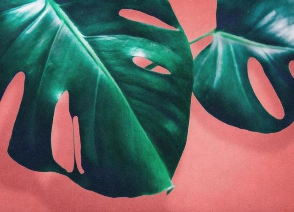 MONSTERA #2 Leinwandbild MONSTERA #2 Leinwandbild