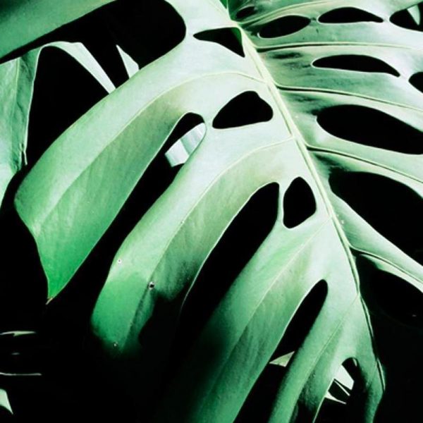 Monstera Deliciosa Leinwandbild Monstera Deliciosa Leinwandbild