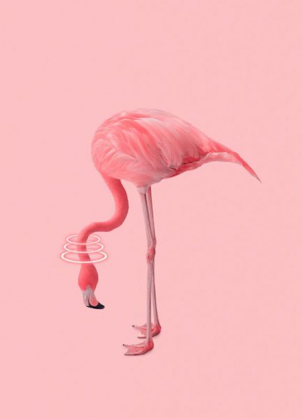 Neon Flamingo Leinwandbild