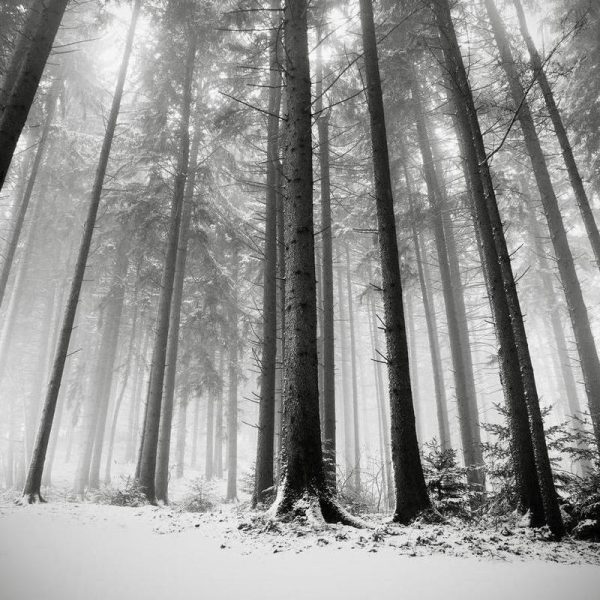 Nur Die Wälder Wissen Warum Leinwandbild Nur Die Wälder Wissen Warum Leinwandbild