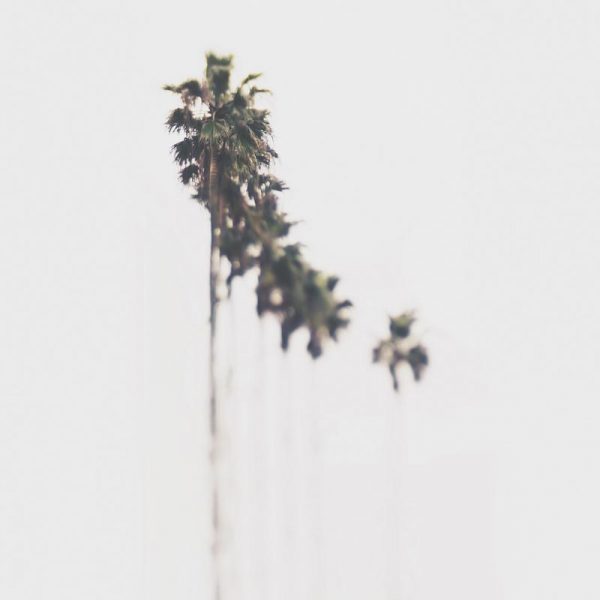 Palms Leinwandbild Palms Leinwandbild