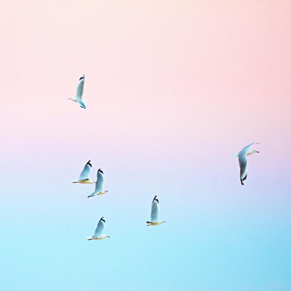 Pastgulls Leinwandbild Pastgulls Leinwandbild