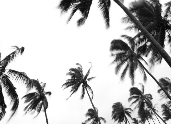 Pemba Palms Leinwandbild Pemba Palms Leinwandbild