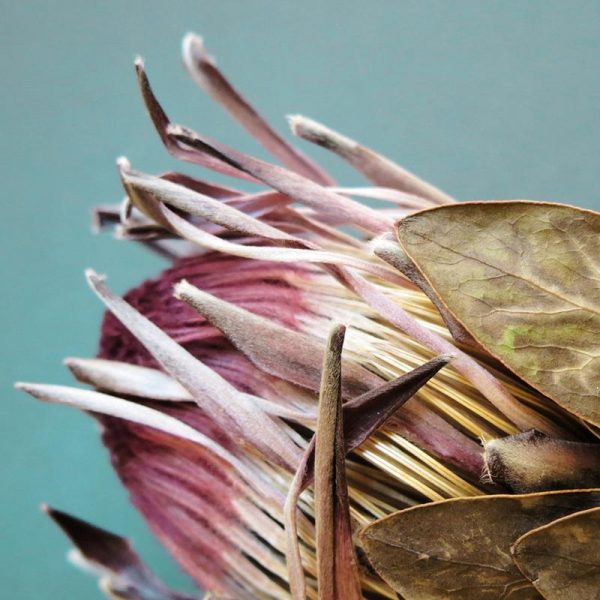 Protea Afrikana Leinwandbild Protea Afrikana Leinwandbild