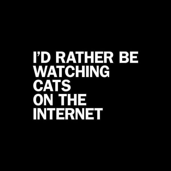 Rather Be Watching Cats White Leinwandbild Rather Be Watching Cats White Leinwandbild