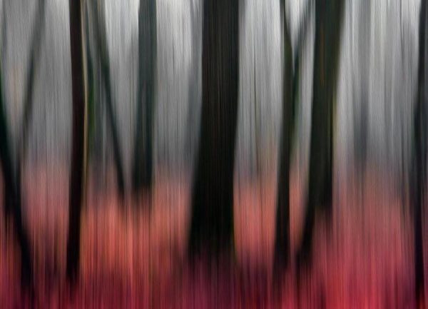 Red Wood Gilbert Claes Leinwandbild Red Wood Gilbert Claes Leinwandbild