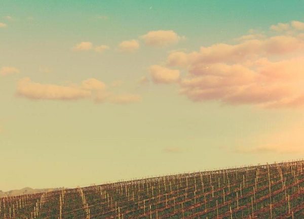 Rosedale Vineyard Leinwandbild Rosedale Vineyard Leinwandbild